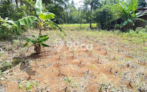 Tanah Dijual Lokasi Jepara, Jepara Luas 2150m2 Legalitas Aman Tanah Dijual Lokasi Jepara, Jepara Luas 2150m2 Legalitas Aman