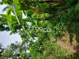 Tanah Kavling di Gunung Pati Dijual dengan Luas 29152m2 Tanah Kavling di Gunung Pati Dijual dengan Luas 29152m2