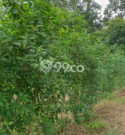 Kavling Tanah untuk Dijual di BSB City, Semarang, Luas 9705m2 Kavling Tanah untuk Dijual di BSB City, Semarang, Luas 9705m2