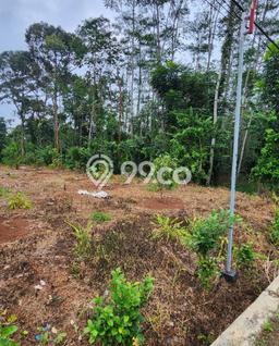 Lahan Investasi Lokasi Mijen Semarang SHM Lahan Investasi Lokasi Mijen Semarang SHM