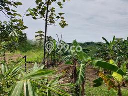 Tanah di Gunung Pati, Semarang Luas 6761m2 Dijual Segera Tanah di Gunung Pati, Semarang Luas 6761m2 Dijual Segera