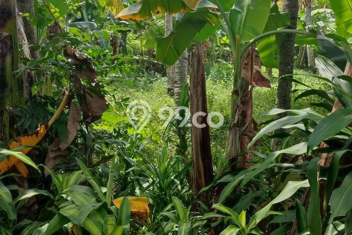 Tanah untuk Dijual di Negara Jembrana Luas 565m2 Tanah untuk Dijual di Negara Jembrana Luas 565m2