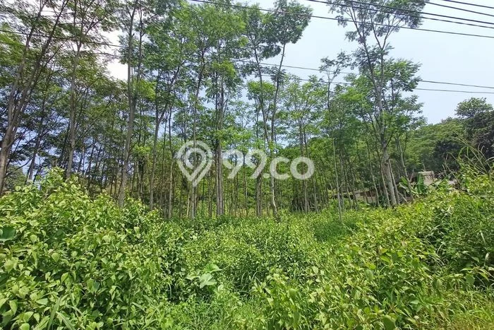 Tanah Dijual Lokasi Banyuputih, Batang Luas 6830m2 Legalitas Aman Tanah Dijual Lokasi Banyuputih, Batang Luas 6830m2 Legalitas Aman