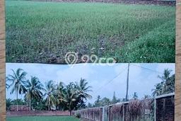 Jarang Ada! Tanah di Serang Punya Luas 15000m2 SHM Jarang Ada! Tanah di Serang Punya Luas 15000m2 SHM