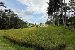 Tanah Dijual Lokasi Ubud, Gianyar Luas 100000m2 Legalitas Aman Tanah Dijual Lokasi Ubud, Gianyar Luas 100000m2 Legalitas Aman