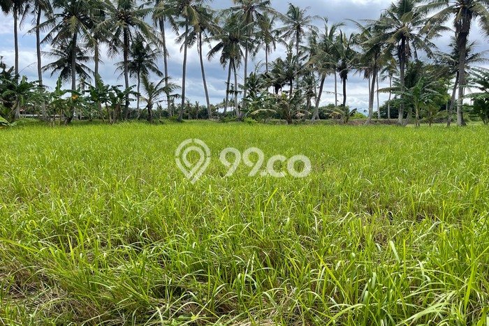 Dijual Tanah Lokasi Saba, Gianyar Seluas 1780m2 Dijual Tanah Lokasi Saba, Gianyar Seluas 1780m2