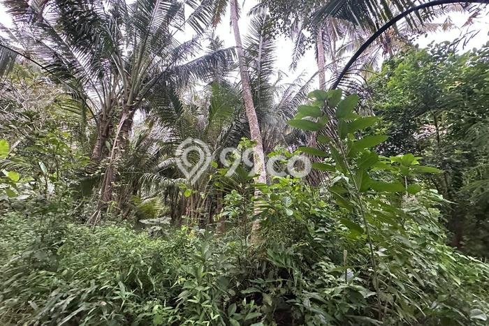 Tanah Siap Bangun Dijual di Gianyar Punya Luas 1000m2 Tanah Siap Bangun Dijual di Gianyar Punya Luas 1000m2