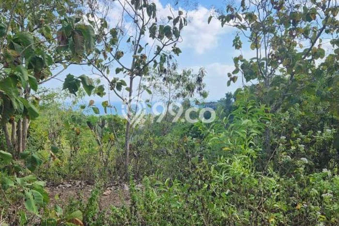 Untuk Disewa Tanah di Balangan Badung Seluas 15500m2 Untuk Disewa Tanah di Balangan Badung Seluas 15500m2