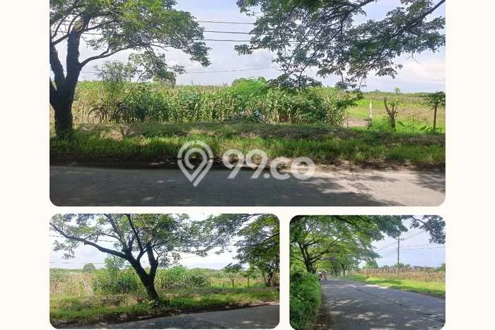Kavling Tanah di Mranggen Dijual Luas 1293m2 Legalitas SHM Kavling Tanah di Mranggen Dijual Luas 1293m2 Legalitas SHM