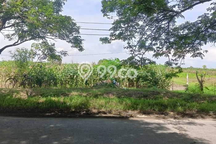 Kavling Tanah di Mranggen Dijual Luas 1293m2 Legalitas SHM Kavling Tanah di Mranggen Dijual Luas 1293m2 Legalitas SHM