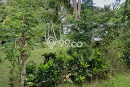 Kavling Tanah di Selemadeg Dijual Luas 6240m2 Legalitas SHM Kavling Tanah di Selemadeg Dijual Luas 6240m2 Legalitas SHM