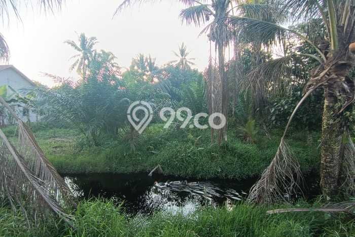 Jarang Ada! Tanah di Sungai Raya Punya Luas 1536m2 SHM Jarang Ada! Tanah di Sungai Raya Punya Luas 1536m2 SHM