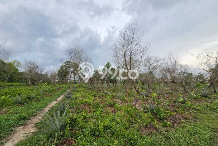 Tanah Kavling untuk Dijual di Pontianak Selatan Pontianak 1123m2 Tanah Kavling untuk Dijual di Pontianak Selatan Pontianak 1123m2