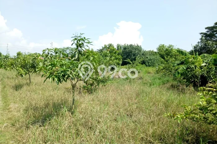 Tanah Kavling untuk Dijual di Warureja Tegal 11379m2 Tanah Kavling untuk Dijual di Warureja Tegal 11379m2