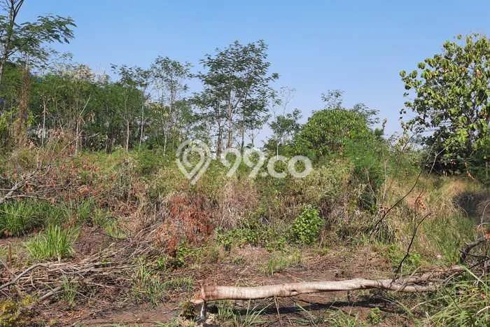 Tanah Strategis Dijual di Lebaksiu Tegal 1106m2 Tanah Strategis Dijual di Lebaksiu Tegal 1106m2