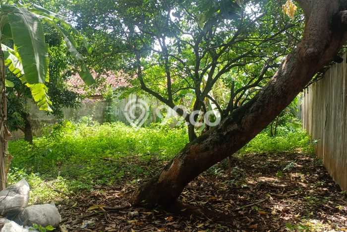 Lahan Dijual Lokasi Bandar, Batang dengan Luas Tanah 9115m2 dan Status SHM Lahan Dijual Lokasi Bandar, Batang dengan Luas Tanah 9115m2 dan Status SHM