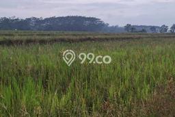Tanah di Karanganyar, Pekalongan Luas 4850m2 Dijual Segera Tanah di Karanganyar, Pekalongan Luas 4850m2 Dijual Segera