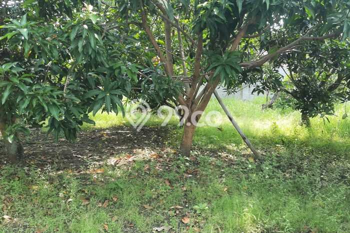 Kavling Tanah Dijual di Brebes, Brebes, Luas 300m2 Area Strategis Kavling Tanah Dijual di Brebes, Brebes, Luas 300m2 Area Strategis