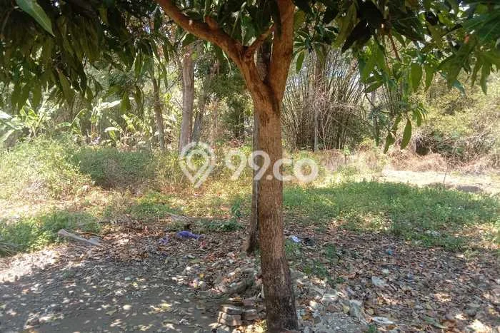 Kavling Tanah Dijual di Dukuhwaru, Tegal, Luas 2000m2 Area Strategis Kavling Tanah Dijual di Dukuhwaru, Tegal, Luas 2000m2 Area Strategis
