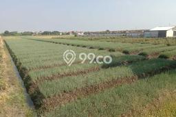 Tanah Dijual Lokasi Brebes, Brebes Luas 1723m2 Legalitas Aman Tanah Dijual Lokasi Brebes, Brebes Luas 1723m2 Legalitas Aman