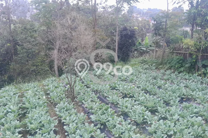 Kavling Tanah Dijual di Lembang Bandung Barat Spesifikasi 2881m2 Kavling Tanah Dijual di Lembang Bandung Barat Spesifikasi 2881m2