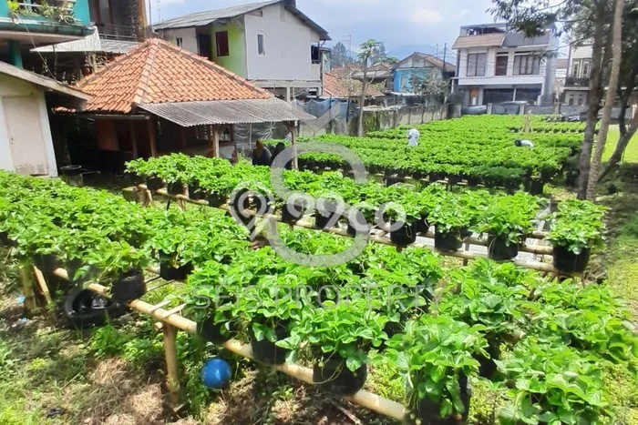 Kavling Tanah Dijual di Lembang Bandung Barat Spesifikasi 730m2 Kavling Tanah Dijual di Lembang Bandung Barat Spesifikasi 730m2