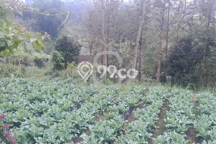 Kavling Tanah Dijual di Lembang Bandung Barat Spesifikasi 2881m2 Kavling Tanah Dijual di Lembang Bandung Barat Spesifikasi 2881m2