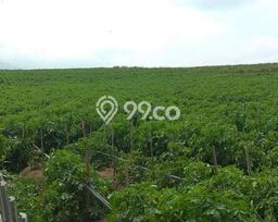 Dijual Tanah di Malang, Luas 12080m2 SHM Dijual Tanah di Malang, Luas 12080m2 SHM