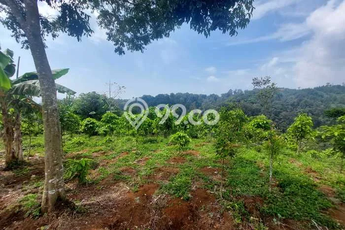 Kavling Tanah Dijual di Campaka Cianjur Spesifikasi 30000m2 Kavling Tanah Dijual di Campaka Cianjur Spesifikasi 30000m2