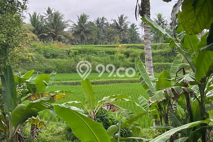 Tanah untuk Disewa di Gianyar Luas 400m2 Tanah untuk Disewa di Gianyar Luas 400m2