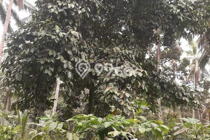 Tanah Kavling untuk Dijual di Tabanan Tabanan 6200m2 Tanah Kavling untuk Dijual di Tabanan Tabanan 6200m2