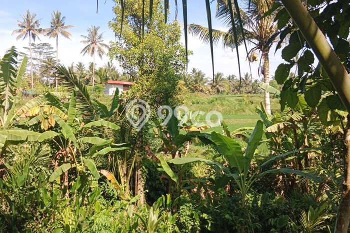 Tanah untuk Disewa di Gianyar Luas 400m2 Tanah untuk Disewa di Gianyar Luas 400m2