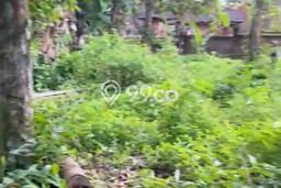 Tanah Disewa di Pejeng Strategis dan Memiliki Luas 700m2 Tanah Disewa di Pejeng Strategis dan Memiliki Luas 700m2