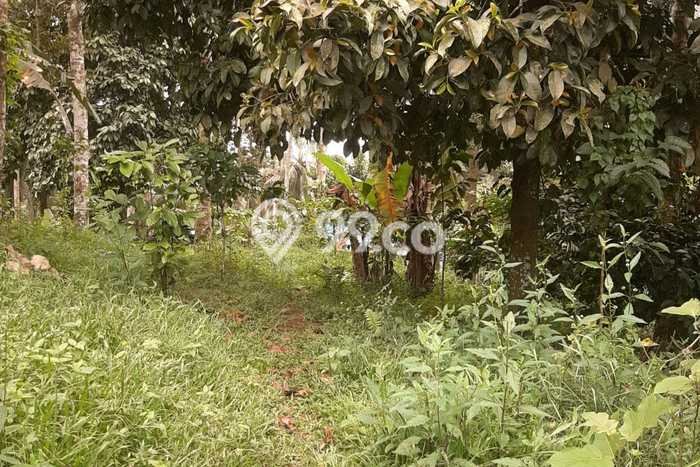 Tanah Kavling untuk Dijual di Tabanan Tabanan 6200m2 Tanah Kavling untuk Dijual di Tabanan Tabanan 6200m2