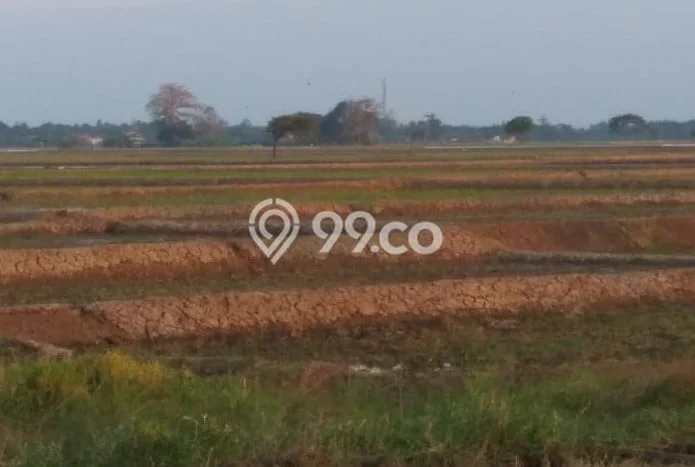Kavling Tanah di Cilamaya Kulon Dijual Luas 17120m2 Legalitas SHM Kavling Tanah di Cilamaya Kulon Dijual Luas 17120m2 Legalitas SHM