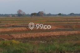 Kavling Tanah di Cilamaya Kulon Dijual Luas 17120m2 Legalitas SHM Kavling Tanah di Cilamaya Kulon Dijual Luas 17120m2 Legalitas SHM