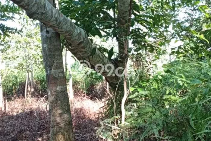 Tanah Dijual di Tanjung Pinang Seluas 5000m2 Strategis Tanah Dijual di Tanjung Pinang Seluas 5000m2 Strategis