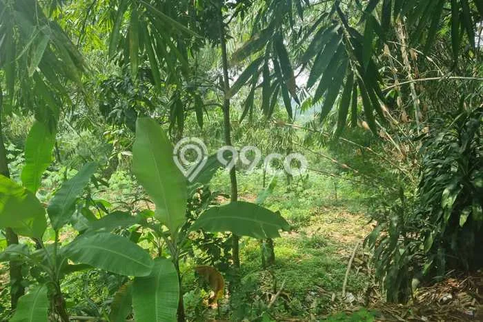 Disewakan Tanah Lokasi Strategis di Cileungsi Bogor 7000m2 Disewakan Tanah Lokasi Strategis di Cileungsi Bogor 7000m2