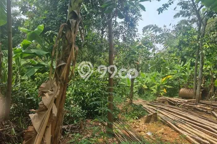 Disewakan Tanah Lokasi Strategis di Cileungsi Bogor 7000m2 Disewakan Tanah Lokasi Strategis di Cileungsi Bogor 7000m2