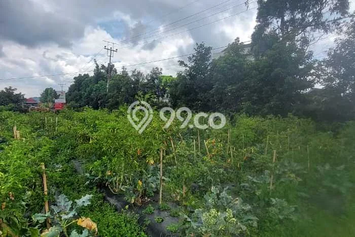 Untuk Disewa Tanah di Lembang Bandung Seluas 3100m2 Untuk Disewa Tanah di Lembang Bandung Seluas 3100m2