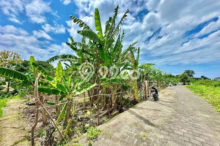 Untuk Disewa Tanah di Canggu Badung Seluas 3600m2 Untuk Disewa Tanah di Canggu Badung Seluas 3600m2