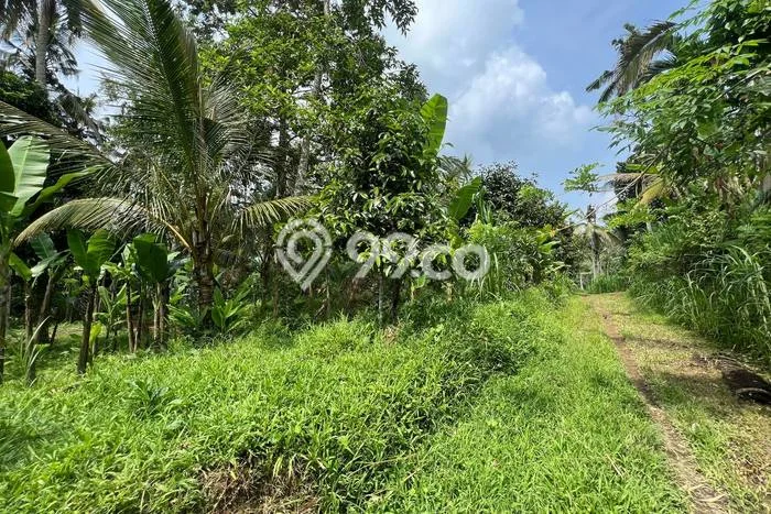 Tanah di Payangan, Gianyar Luas 3257m2 Dijual Segera Tanah di Payangan, Gianyar Luas 3257m2 Dijual Segera