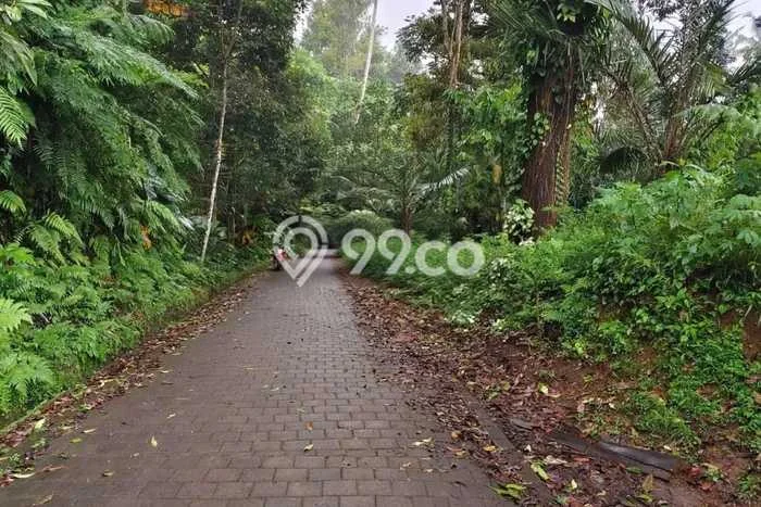 Tanah Komersial Dijual di Petang Badung 9950m2 Tanah Komersial Dijual di Petang Badung 9950m2