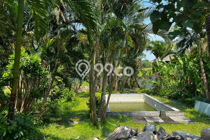 Tanah Disewakan Lokasi Canggu Badung Luas 1100m2 Tanah Disewakan Lokasi Canggu Badung Luas 1100m2