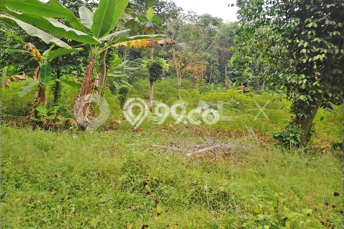 Lahan untuk Dijual Lokasi Cipanas, Cianjur Luas 52000m2 SHM Lahan untuk Dijual Lokasi Cipanas, Cianjur Luas 52000m2 SHM