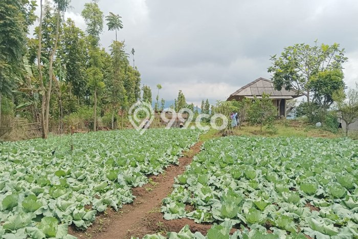 Kavling Tanah Dijual di Ciwidey Bandung Spesifikasi 10500m2 Kavling Tanah Dijual di Ciwidey Bandung Spesifikasi 10500m2