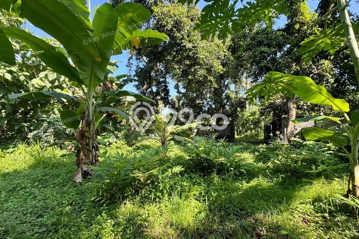 Tanah Kavling Dijual di Lovina, Buleleng dengan Luas Tanah 770m2 Tanah Kavling Dijual di Lovina, Buleleng dengan Luas Tanah 770m2