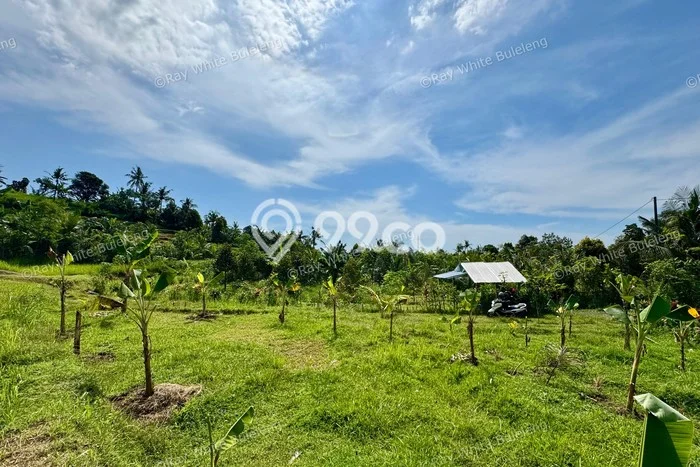 Kavling Tanah untuk Dijual di Lovina, Buleleng, Luas 350m2 Kavling Tanah untuk Dijual di Lovina, Buleleng, Luas 350m2
