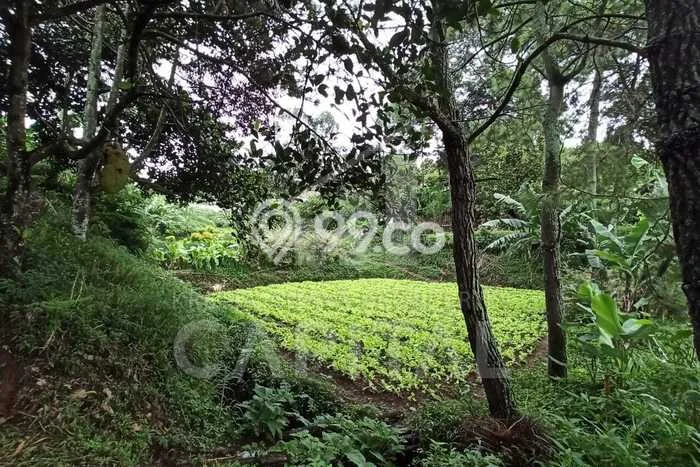 Lahan untuk Dijual Lokasi Parongpong, Bandung Barat Luas 5235m2 SHM Lahan untuk Dijual Lokasi Parongpong, Bandung Barat Luas 5235m2 SHM