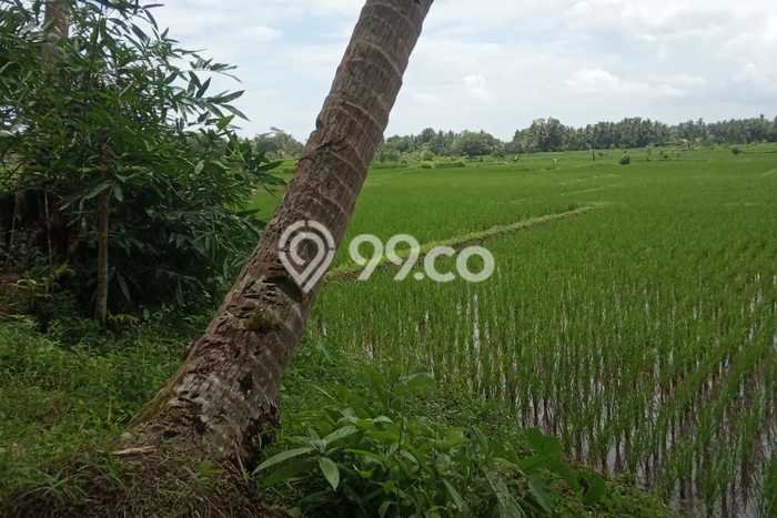 Jarang Ada! Tanah di Purworejo Punya Luas 1600m2 SHM Jarang Ada! Tanah di Purworejo Punya Luas 1600m2 SHM